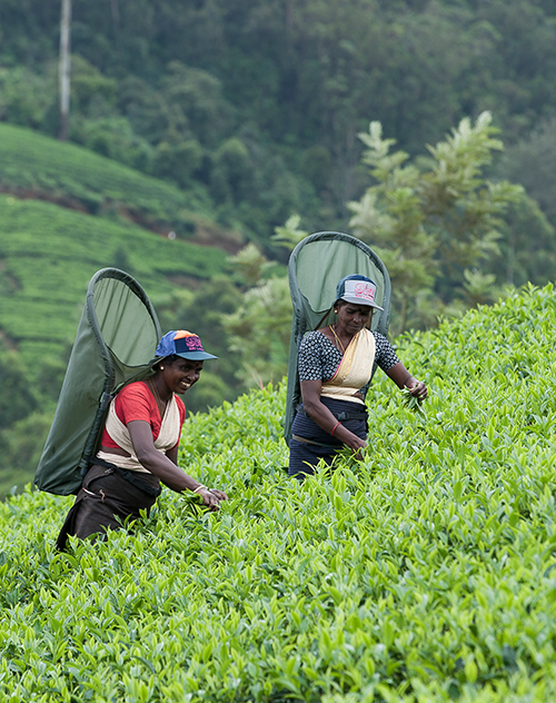 logistic solutions for tea
